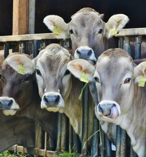 cows-dairy-cows-milk-food-162801-162801.jpg