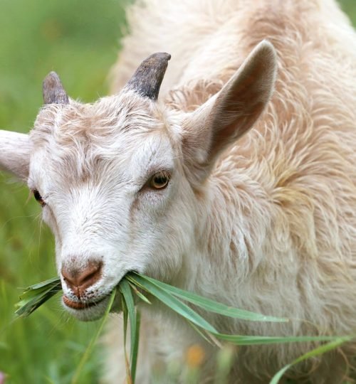 goat-lamb-little-grass-144240-144240.jpg