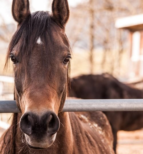 horse-arabs-stallion-ride-53114-53114.jpg